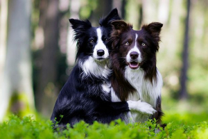 Ile jest szczeniak border collie? Ile jest szczeniak border collie?
